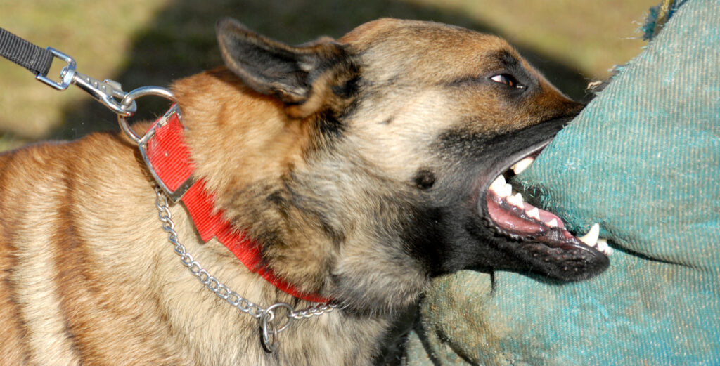 Cómo un abogado especializado en ataques de perros en California maneja su caso de lesiones